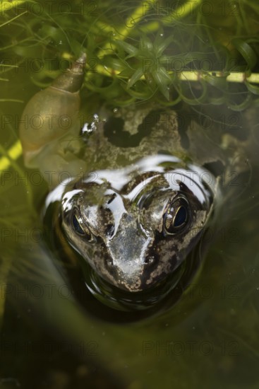 Common frog (Rana temporaria) adult amphibian on the water surface of a garden pond amongst pond