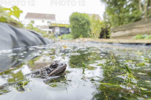 Common frog (Rana temporaria) adult amphibian on the water surface of a garden pond with a house in
