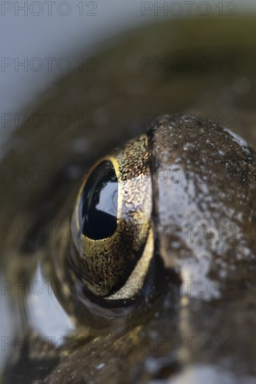 Common frog (Rana temporaria) adult amphibian on the water surface of a garden pond close up of its