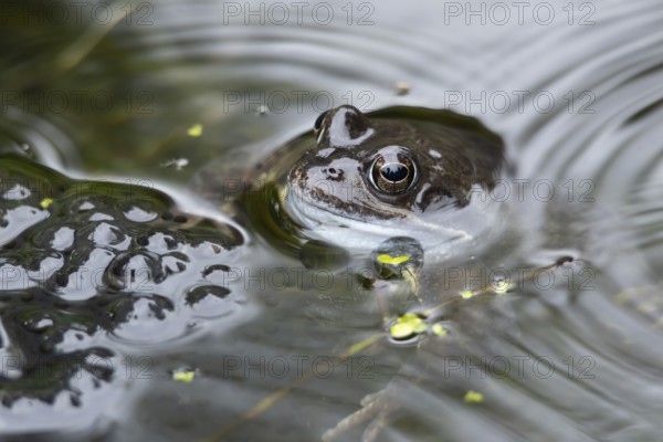 Common frog (Rana temporaria) adult amphibian on the water surface of a garden pond with spawn or