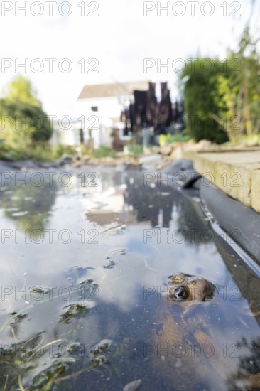 Common frog (Rana temporaria) adult amphibian on the water surface of a garden pond with a house in
