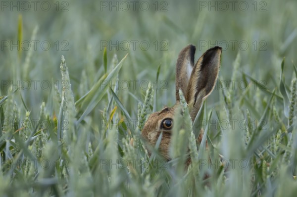 European brown hare (Lepus europaeus) adult animal in a farmland wheat crop field in summer,