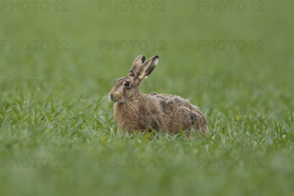 European brown hare (Lepus europaeus) adult animal feeding in a farmland cereal crop field in