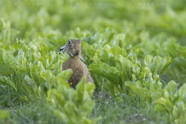 European brown hare (Lepus europaeus) adult animal feeding in an arable farm sugar beet crop field