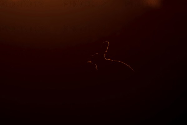 European brown hare (Lepus europaeus) silhouette of an adult animal backlit at sunset, England,