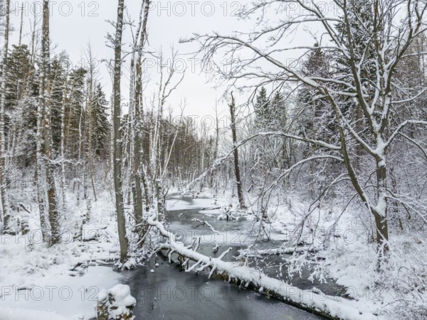 Aerial view, drone photo: Landscape covered by snow with fallen tree trunk on the Briese river in