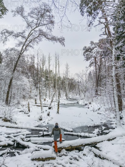 Aerial view, drone photo: Man hiking standing in the snow on a fallen tree trunk on the Briese
