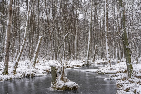 Landscape covered by snow with fallen trees on the Briese river in the forest in winter, landscape