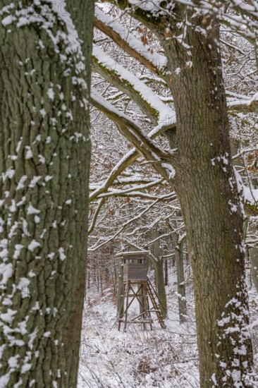 High seat in snow-covered forest landscape in winter, Briesetal, Barnim nature park Park,