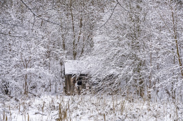 Abandoned wooden hut in snow-covered forest landscape in winter, Briesetal, Barnim nature park