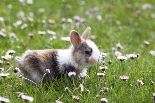 Rabbit (Oryctolagus cuniculus), on a flower meadow in the garden, daisy (Bellis perennis), Upper