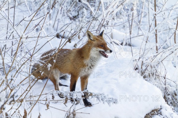 Red fox (Vulpes vulpes), in winter, Upper Bavaria, Germany