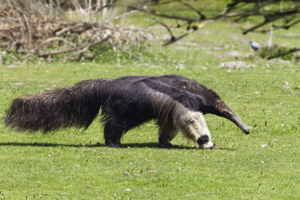 Giant anteater (Myrmecophaga tridactyla), South America, zoo, captive
