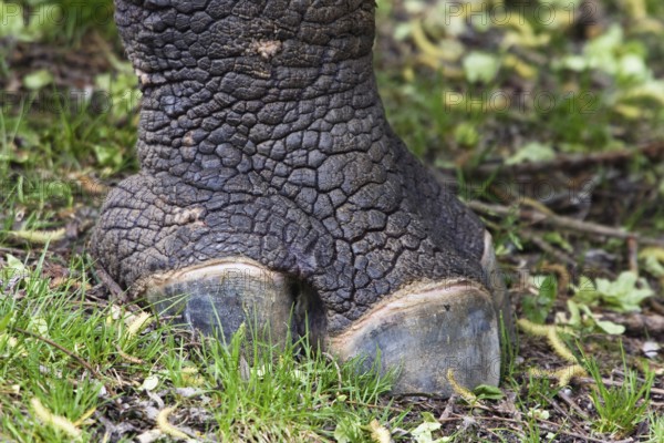 One-toed rhinoceros (Rhinoceros unicornis), odd-toed ungulate, foot, three toes, India, zoo,