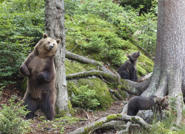 Brown bear (Ursus arctos), bear with cubs, mother, female, Bavarian Forest National Park, Lower