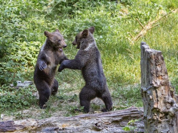 Young brown bears (Ursus arctos), playing, Bavarian Forest National Park, Lower Bavaria, Germany,