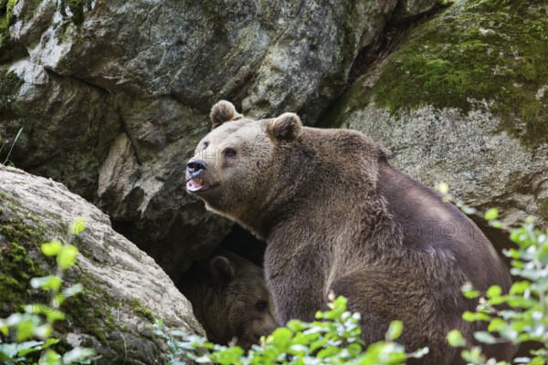 Brown bears (Ursus arctos), in front of winter den, Bavarian Forest National Park, Bavaria,
