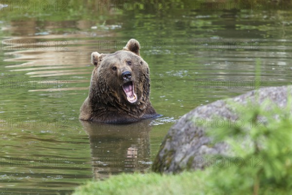 Brown bear (Ursus arctos), in the water, Bavarian Forest National Park, Bavaria, Germany, captive