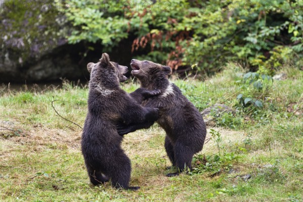 Young brown bears playing (Ursus arctos), Bavarian Forest National Park, Lower Bavaria, Germany,