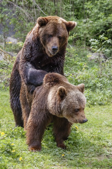 Brown bears (Ursus arctos), mating, Europe, zoo, captive