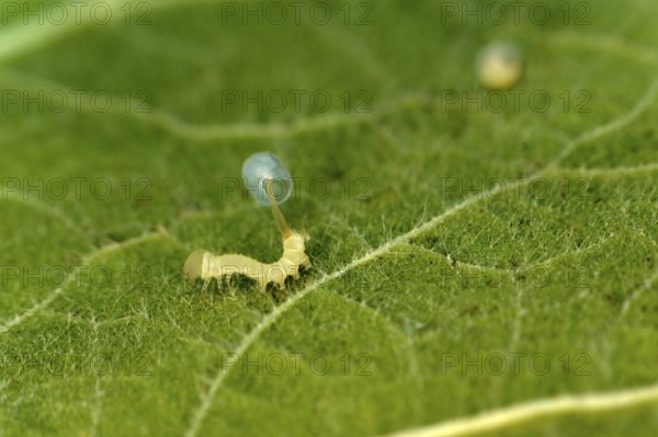 Newly hatched caterpillar of the death's head hawkmoth (Acherontia atropos) trying to leave the