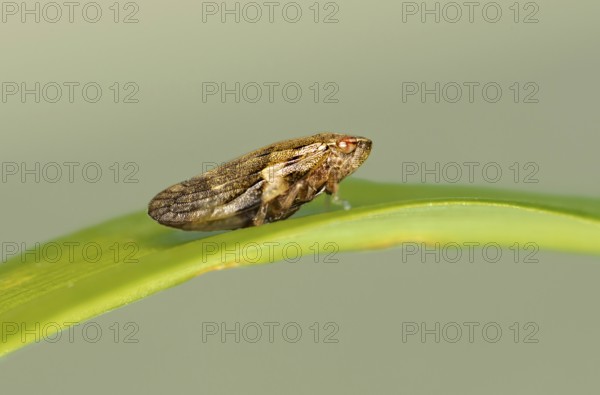 Alder foam cicada (Aphrophora alni), Valais, Switzerland