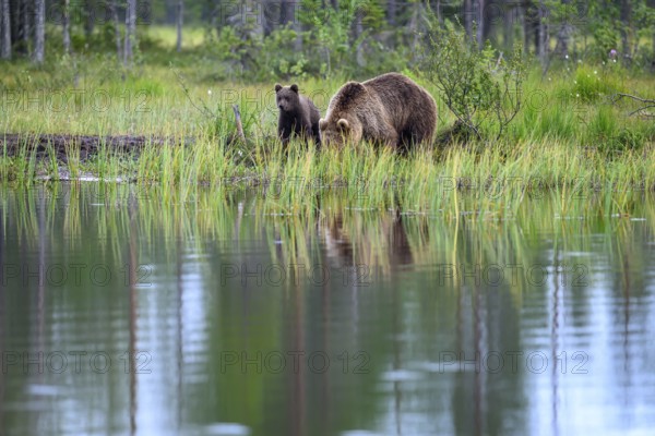 A brown bear (Ursus arctos) and its cub on the shore of a pond, surrounded by reeds, Karelia,