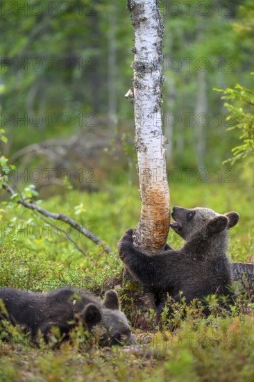 A bear cub (Ursus arctos) curiously examines a tree while another lies next to it, Karelia,