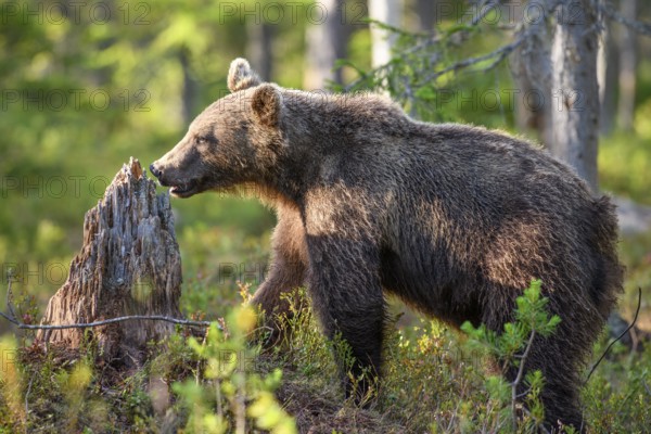 An adult bear Brown bear (Ursus arctos) standing next to a tree stump in a sunlit forest, Karelia,