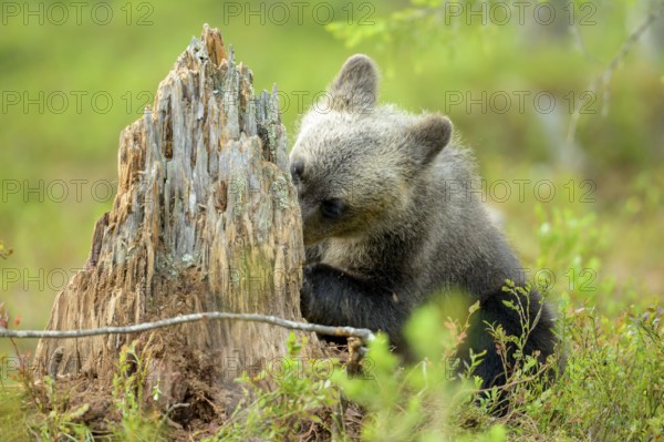 A young bear cub Brown bear (Ursus arctos) curiously exploring a tree stump in the forest, Karelia,