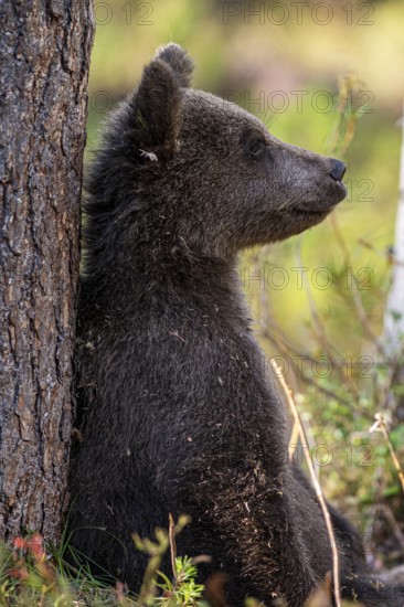 Bear cub Brown bear (Ursus (genus) arctos) Cub sitting relaxed leaning against a tree in the