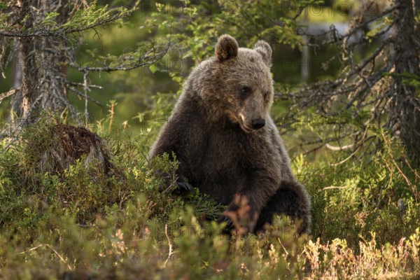 Brown bear (Ursus arctos) sitting peacefully in the forest in warm light, surrounded by vegetation,
