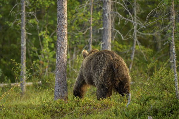 A brown bear (Ursus arctos) moves away in the dense, green forest behind tree trunks, Karelia,