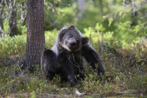 Young brown bear (Ursus arctos) playing lively in the forest next to a tree, Karelia, Lapland,