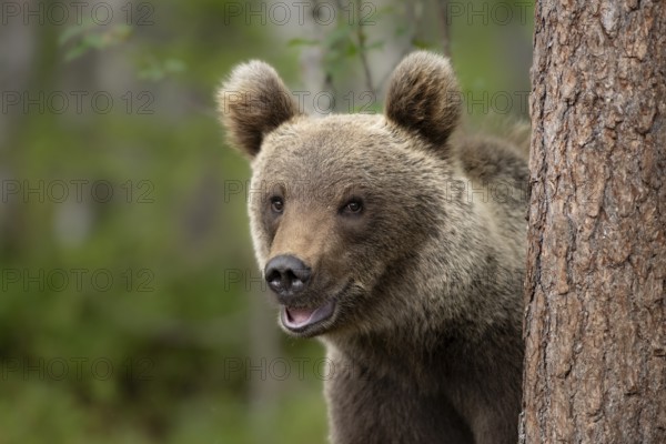Smiling brown bear (Ursus arctos) looking curiously from a tree in the forest, Karelia, Lapland,
