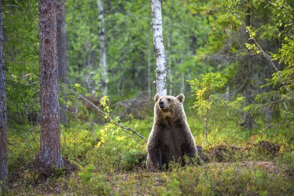 Brown bear (Ursus arctos) sitting quietly in the forest, surrounded by trees and nature, Karelia,