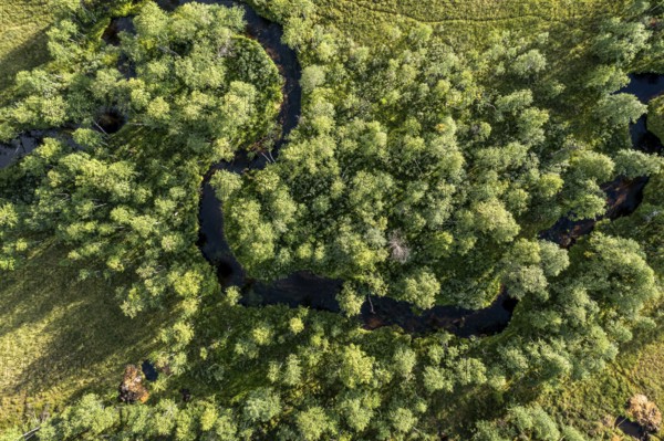 Sodankylä, Lapland, Finland, aerial view of a winding river surrounded by thick, green vegetation