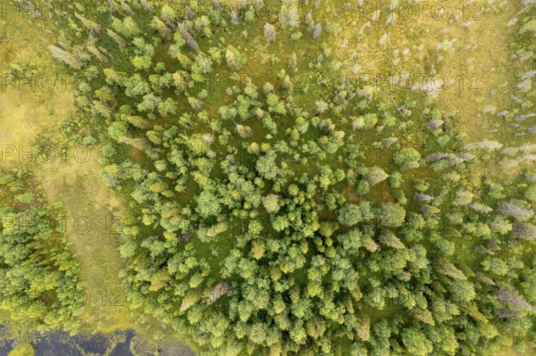 Sodankylä, Lapland, Finland, aerial view of thick, green treetops in a natural environment, aerial