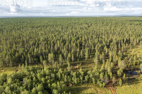 Sodankylä, Lapland, Finland, vast forest seen from above reaching to the horizon, aerial view,