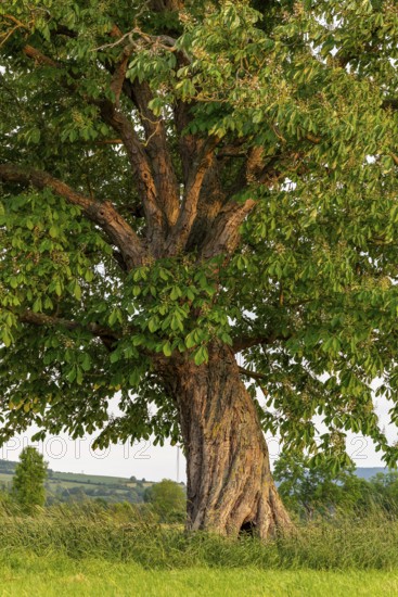 A single horse chestnut (Aesculus hippocastanum) with twisted trunk on a green meadow, Emmerwiesen,
