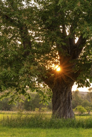 The evening sun shines through the branches of a single horse chestnut (Aesculus hippocastanum) on