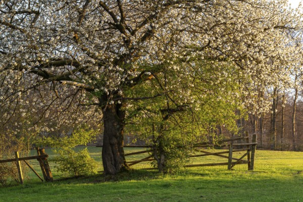 White blossoming cherry tree (Prunus avium) at the time of fruit tree blossom on a fence in a green