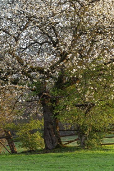 White blossoming cherry tree (Prunus avium) at the time of fruit tree blossom on a fence in a green