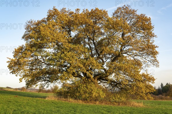 Solitary mighty old English oak (Quercus robur) with autumn-coloured foliage on a green meadow,
