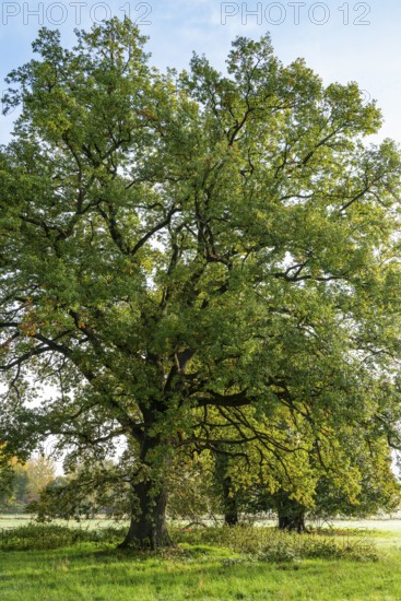 Mighty old English oak (Quercus robur) in idyllic morning sunlight, Emmerwiesen, Bad Pyrmont, Lower