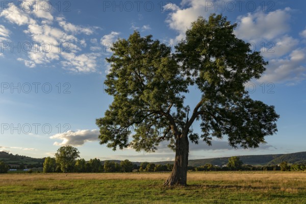European ash (Fraxinus excelsior) with lung-shaped crown on a green pasture in the evening light,