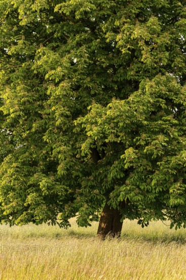Full-format photograph of a single horse chestnut (Aesculus hippocastanum) on a green meadow,