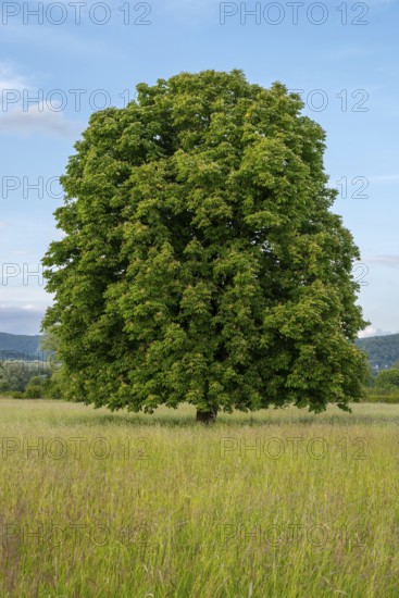 A single horse chestnut (Aesculus hippocastanum) on a green meadow under a blue sky, Emmerwiesen,