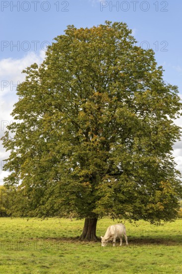 A white cow grazing on a green meadow under a single horse chestnut (Aesculus hippocastanum) in