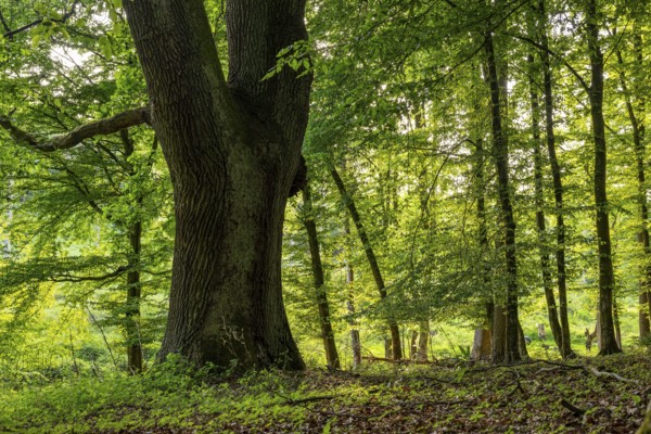 Mighty tree trunk of an ancient English oak (Quercus Robur) in an idyllic, light-flooded deciduous